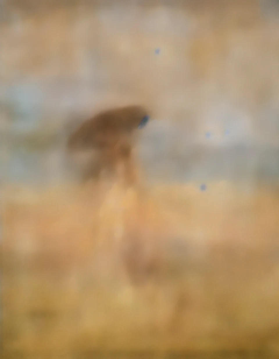 After De Nittis (Wheat Fields)